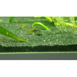 Jonge Corydoras Aeneus - 5 stuks €10,-