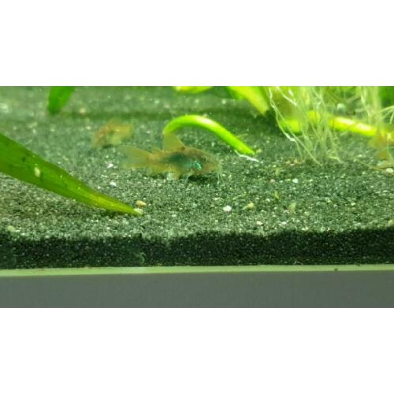 Jonge Corydoras Aeneus - 5 stuks €10,-