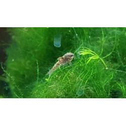 Jonge Corydoras Aeneus - 5 stuks €10,-