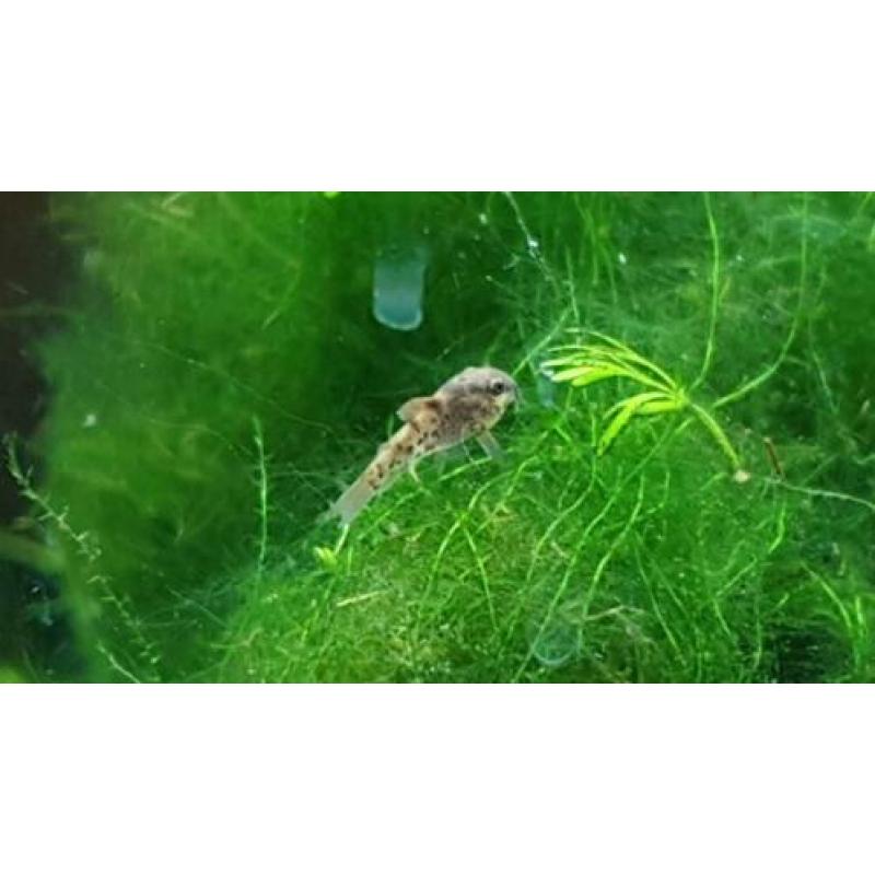 Jonge Corydoras Aeneus - 5 stuks €10,-
