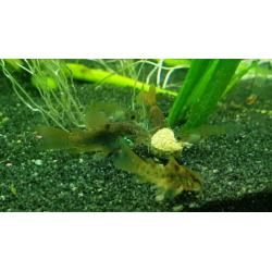 Jonge Corydoras Aeneus - 5 stuks €10,-