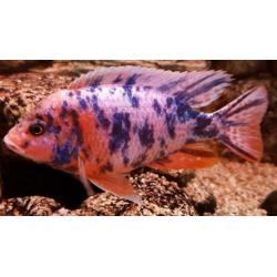 Aulonocara Multicolour (Malawi)