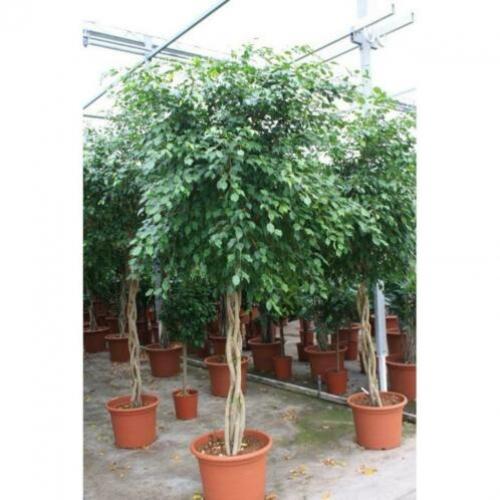 Ficus 'exotica' - Speciale Stammen 290-300cm art49981