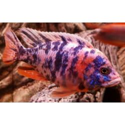 Aulonocara Multicolour (Malawi)