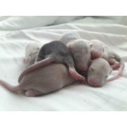 Rittens / baby ratjes (V) te reserveren!