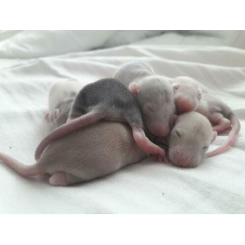Rittens / baby ratjes (V) te reserveren!
