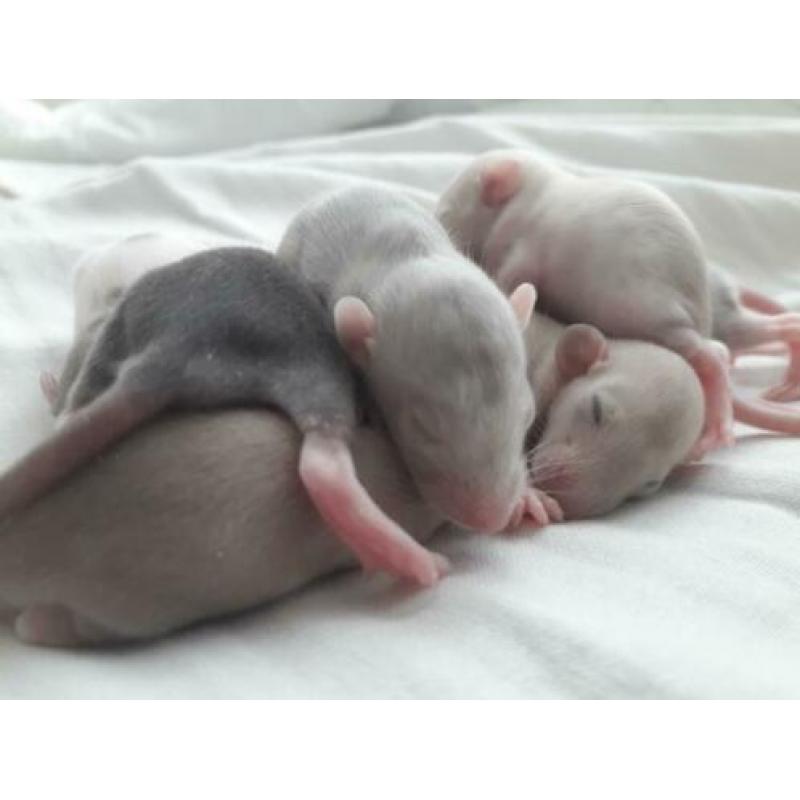 Rittens / baby ratjes (V) te reserveren!