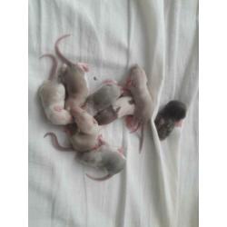 Rittens / baby ratjes (V) te reserveren!