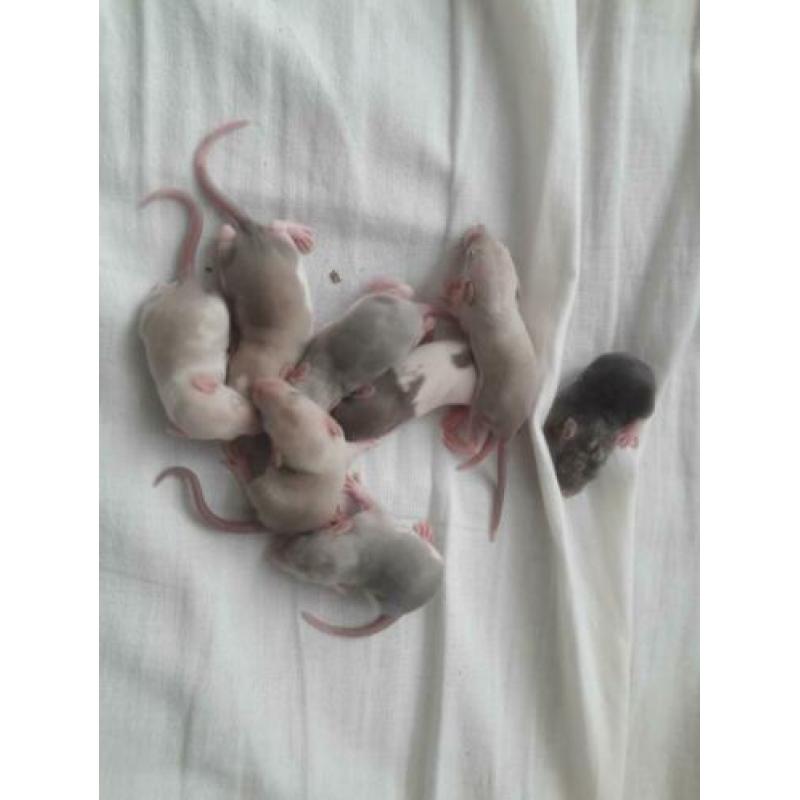 Rittens / baby ratjes (V) te reserveren!