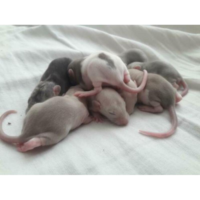 Rittens / baby ratjes (V) te reserveren!