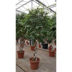 Ficus 'exotica' - Speciale Stammen 290-300cm art49981