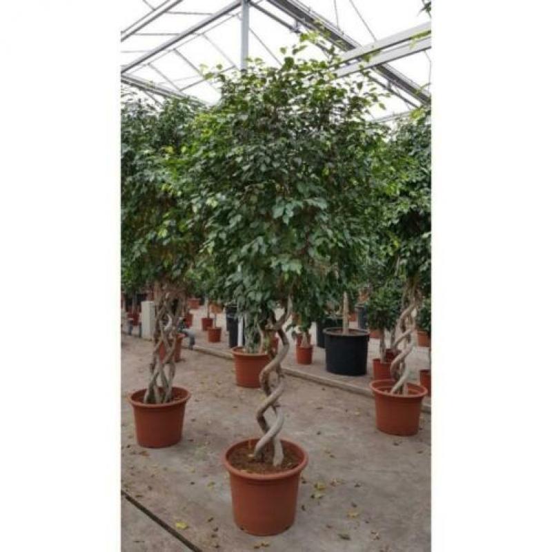 Ficus 'exotica' - Speciale Stammen 290-300cm art49981