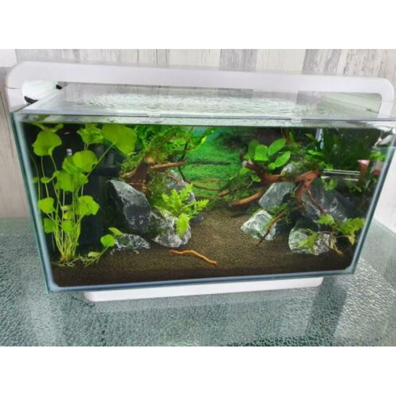 Superfish home 25 aquascaped aquarium