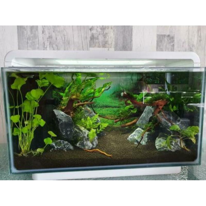 Superfish home 25 aquascaped aquarium