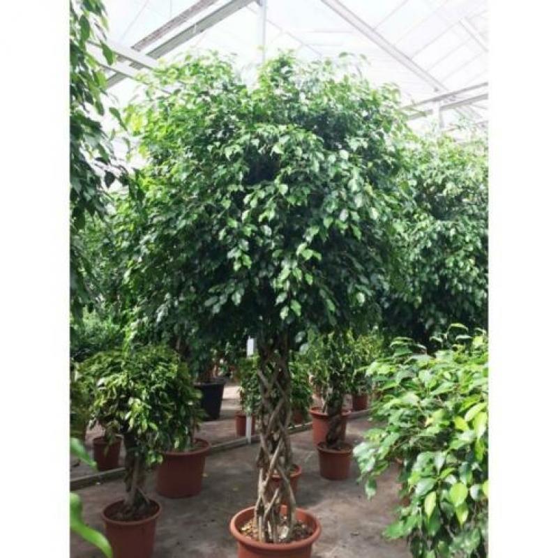 Ficus 'exotica' - Speciale Stammen 290-300cm art49981