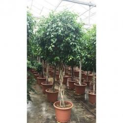 Ficus 'exotica' - Speciale Stammen 290-300cm art49981