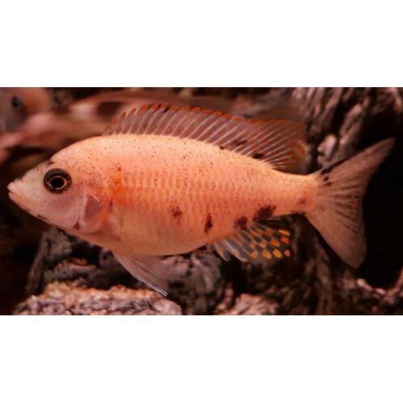 Aulonocara Multicolour (Malawi)