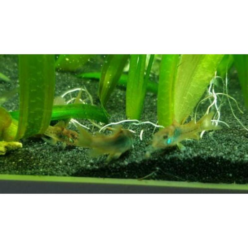 Jonge Corydoras Aeneus - 5 stuks €10,-