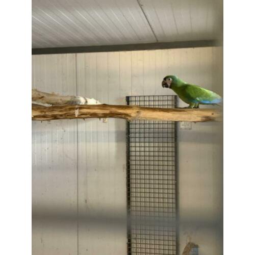 Te koop kweek koppel severas