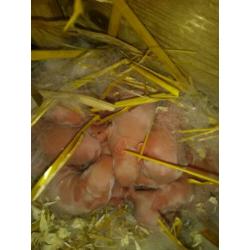 Hele lieve kleine baby konijntjes