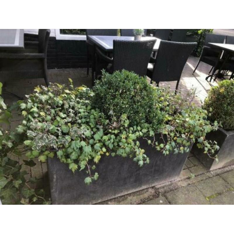 Bloembakken met beplanting 6 groten 6 kleinen