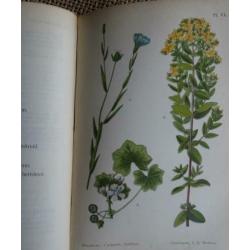 Oude Zakflora uit 1910 Prof. Dr. W.F.R. Suringar 98 afbeeld.