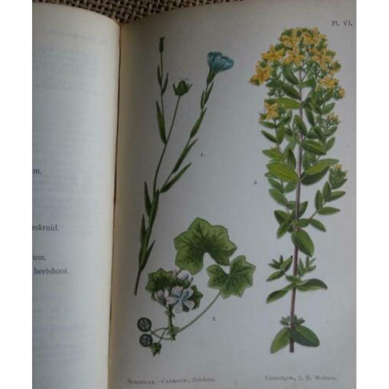 Oude Zakflora uit 1910 Prof. Dr. W.F.R. Suringar 98 afbeeld.