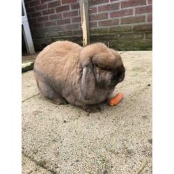 Te koop 2 lieve hangoorkonijnen