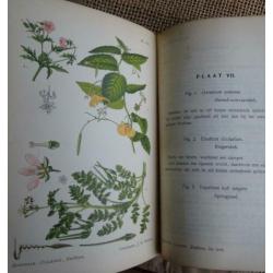 Oude Zakflora uit 1910 Prof. Dr. W.F.R. Suringar 98 afbeeld.