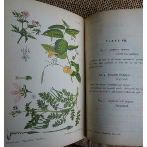 Oude Zakflora uit 1910 Prof. Dr. W.F.R. Suringar 98 afbeeld.
