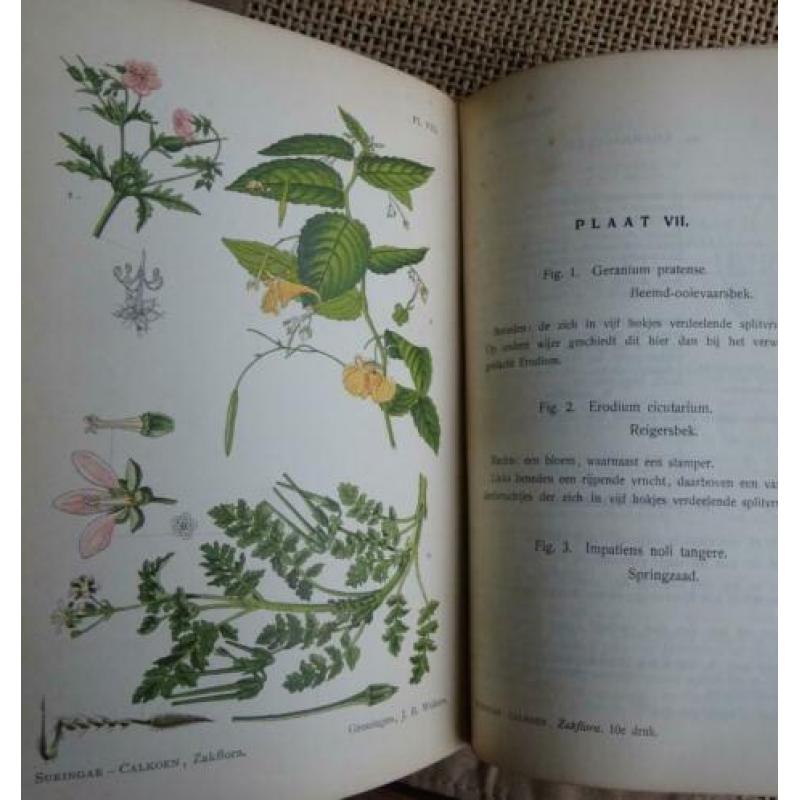 Oude Zakflora uit 1910 Prof. Dr. W.F.R. Suringar 98 afbeeld.
