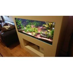 Aquarium groot met mooie ombouw