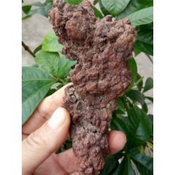 GROOT STUK COPROLITE ( gefossiliceerd Dinosauruspoep )