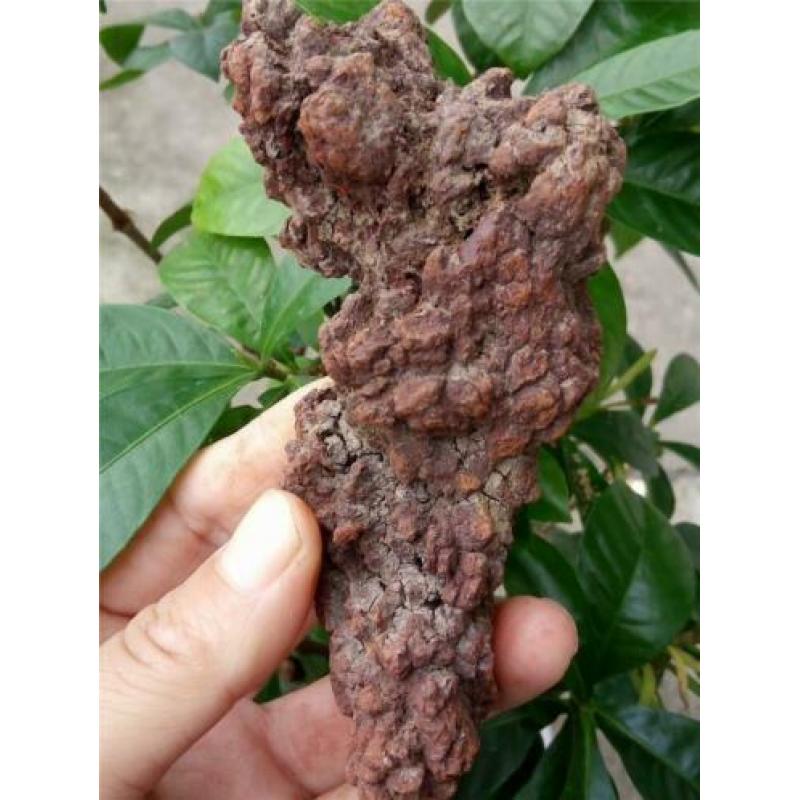 GROOT STUK COPROLITE ( gefossiliceerd Dinosauruspoep )