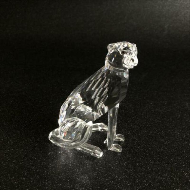Panter zittend