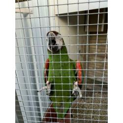 Te koop kweek koppel severas