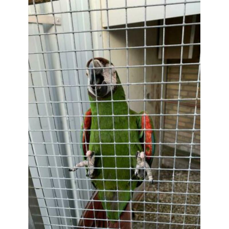 Te koop kweek koppel severas