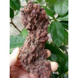 GROOT STUK COPROLITE ( gefossiliceerd Dinosauruspoep )