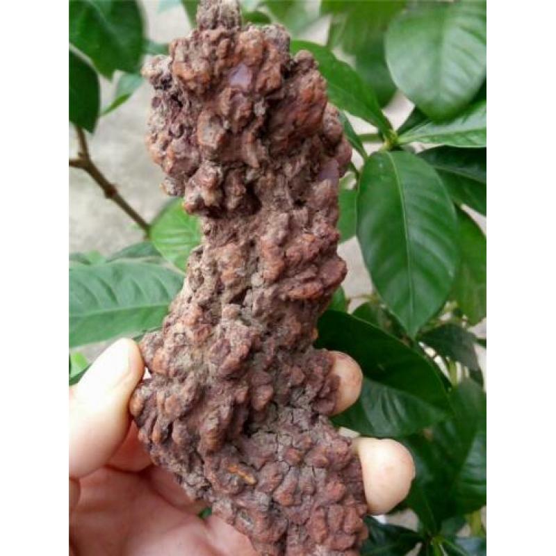 GROOT STUK COPROLITE ( gefossiliceerd Dinosauruspoep )