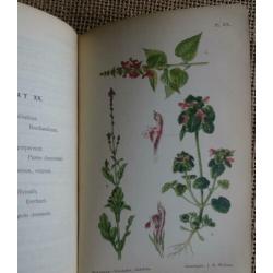 Oude Zakflora uit 1910 Prof. Dr. W.F.R. Suringar 98 afbeeld.