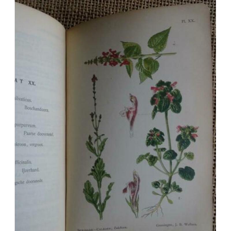 Oude Zakflora uit 1910 Prof. Dr. W.F.R. Suringar 98 afbeeld.