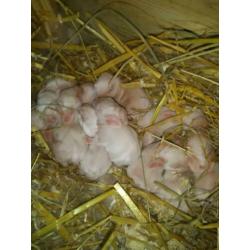 Hele lieve kleine baby konijntjes