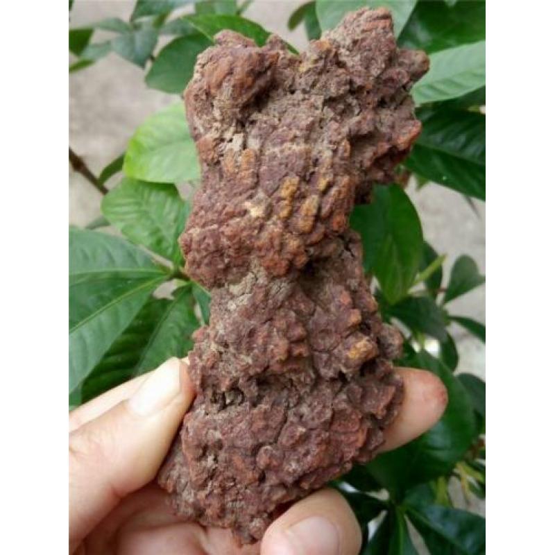 GROOT STUK COPROLITE ( gefossiliceerd Dinosauruspoep )