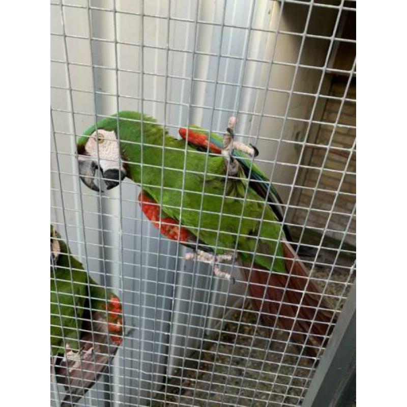 Te koop kweek koppel severas