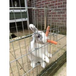 Te koop 2 lieve hangoorkonijnen