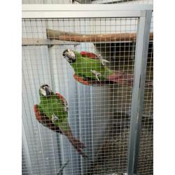 Te koop kweek koppel severas