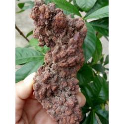 GROOT STUK COPROLITE ( gefossiliceerd Dinosauruspoep )