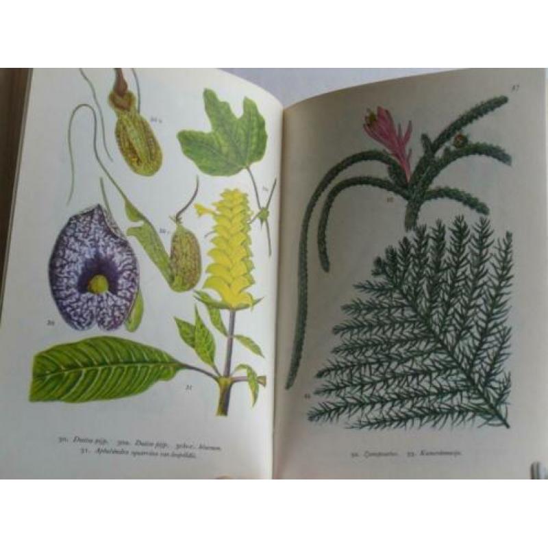 Meulenhoff Bibliotheek voor de natuur KAMERPLANTEN