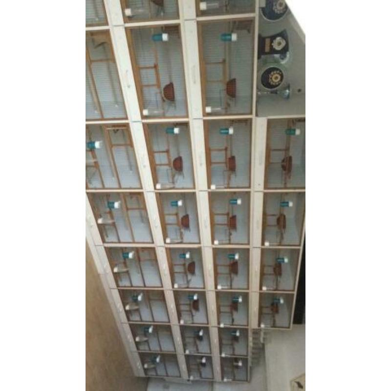 Te koop broedkooien 5 x 4 kooien aaneen van 2.45cm breed