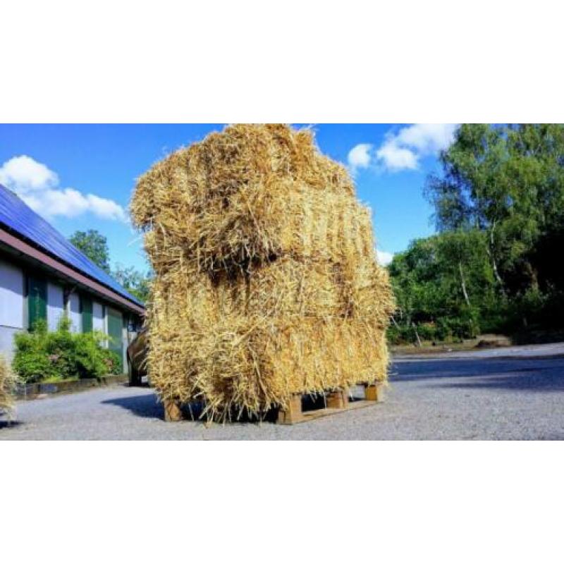 Tarwe stro balen uit de NOP - kwaliteit!